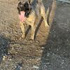 Presa Canario puppies