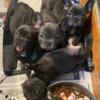 4 French Bull Dog  Puppies 3 Males 1 Female