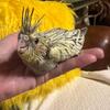 Quaker Parrots, Cockatiel Birds, 