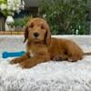 Goldendoodle Puppies Ready Now - $750