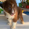Aussie Puppies