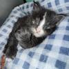 European TICA Maine Coon Kitten
