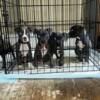 Blue pups looking for new homes
