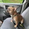 French bulldog for stud or sale