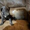 Great Dane Puppies