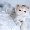 Stunning Silver Patched Tabby Female Persian