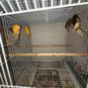 4 Male Canaries Available $65