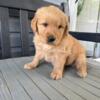 AKC golden retriever puppy