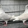 Pigeons