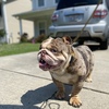 *STUD* Mini English Bulldog stud produces beautiful puppies