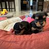 FOUND HOME.    Registered Female Teacup Yorkie 