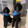 Rehoming Standard AKC Poodles