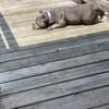 For Sale Devil Spit Bully