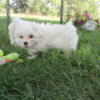 Tiny Teacup cutest puppies ever. It's a delight to raise puppies for others to enjoy.