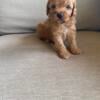 Handsome male cavapoo