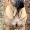 Fawn female UKC Presa Canario!