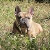 STUD AVAILABLE French Bulldog