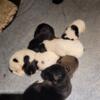 Puppies for sale