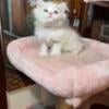 Adorable White Persian Kitten