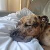 adorable pitbull for sell needs a loving home