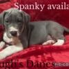 AKC Great Dane Puppies Expected June will update when pregnancy confirmed