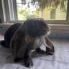 English lop