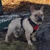 GORGEOUS LILAC FRENCHIE ( STUD MUFFIN  IN VIRGINIA)