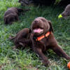 AKC Labrador Puppies