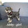 Miniature Schnauzer Puppies in Qld