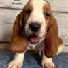 Scout : Male Basset hound puppy