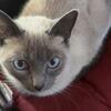 Female siamese
