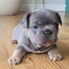 French bulldog Frenchie 