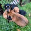 Dachshund Puppies For Sale