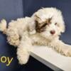 Shih-Poo puppies for sale