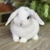 Lilac Magpie Holland Lop Buck