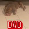 American Bully Micro