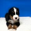 Adorable Bernese Mountain Dog Puppies for Sale!