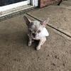 French bulldog fluffy carriers