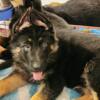 Akc Black & Red German Shepherd Puppies Large Body Excellent Temperment