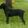 AKC Registered Cane Corso Pups