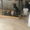 Cane corso puppies for sale (6weeks) 2000