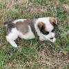 Cowboy Corgis