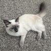 Ragdoll Kitten Looking for a Loving Home 🐾
