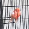 FEMALE Lovely Red Factor Canary needs a home - $25 !!