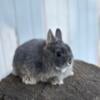 Netherland Dwarf Baby Bunny