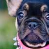 AKC - French Bulldog Puppy - Black & Tan Female - Testable/ Isabella Carrier - Possible Fluffy