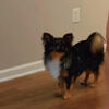 Female Pomeranian, one year and a half old