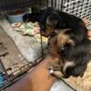 $1250 ckc Female Yorkies