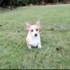 Corgi puppies, red and white,  raised in my home.