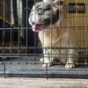 Full fluffy French BullDog NO bullshit!!!!
